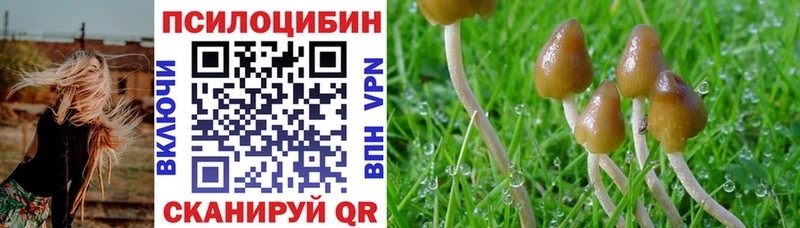 купить   Велиж  Галлюциногенные грибы Psilocybe 
